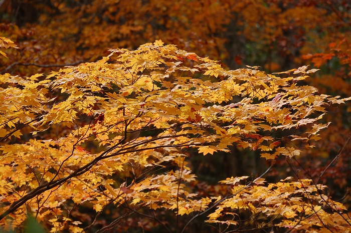 紅葉と書いて、モミジとも読みますね。モミジの紅葉の姿は気温や雨で色づきも進み、一晩で枯れてゆくことも珍しくないほど季節の流れは早いものです（尾瀬国立公園ブナ平にて・２０２２年１０月１８日）。