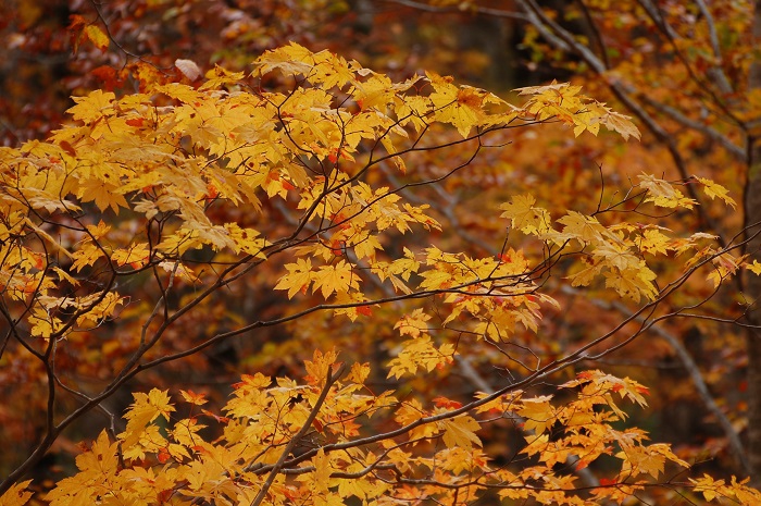 この日のモミジの美しい紅葉に出会えて感動であるとともに、本当に幸せでした（尾瀬国立公園ブナ平にて・２０２２年１０月１８日）。