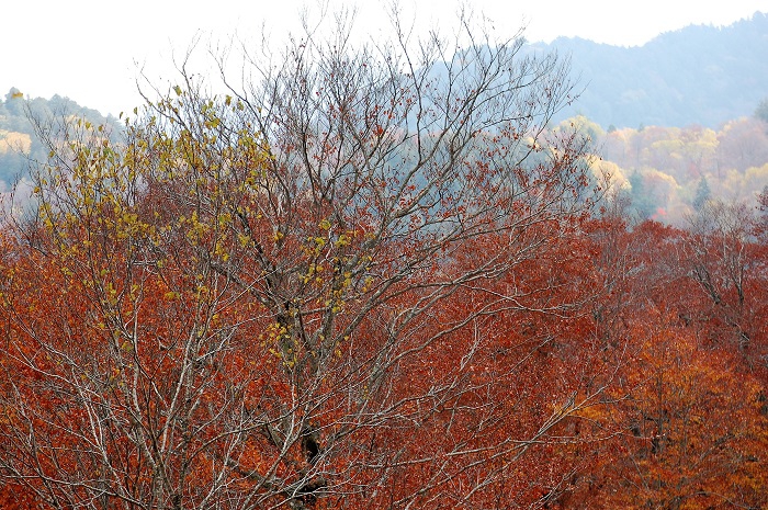 尾瀬御池登山口付近の山々(標高約１５００ｍ以上）では、ブナの木の落葉がだいぶ進んでいた１０月中旬のこの日でした（尾瀬国立公園ブナ平上部にて・２０２２年１０月１８日）。