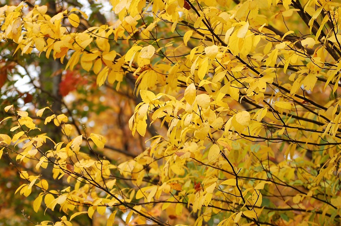 この日、クロモジの黄色い紅葉が本当に綺麗で、黄色に輝く姿は本当に美しいものでした（小沢平ブナ樹海ラインにて・２０２２年１０月１８日）。