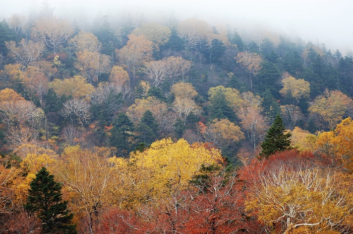 オオシラビソなどの針葉樹林とダケカンバの秋の紅葉の景観を望んで（小沢平ブナ樹海ラインにて・２０２２年１０月１８日）。