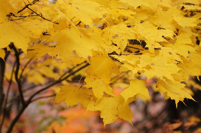 今年の紅葉は、黄色の色が本当に鮮やかでした。カエデの黄色もいつもの年以上に綺麗で、心に残る景観でした（２０２２年１０月１８日早朝）。