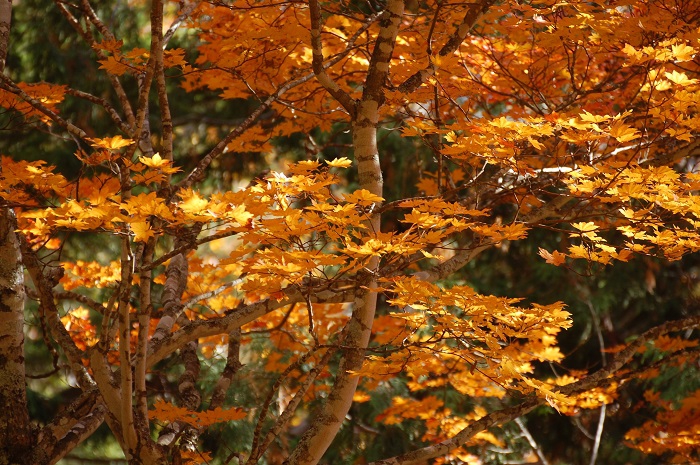 この日の朝は、まさに秋本番の目の覚めるような鮮やかな紅葉の姿が見られました（２０２２年１０月１９日早朝）。