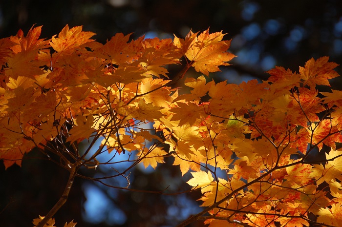 紅葉の最前線を迎えていた、今年の１０月中旬の檜枝岐村の深山の紅葉の光景。その移り変わりは早く、風のように通り過ぎてゆくという言葉がふさわしい程ですが、光りを浴びた一瞬の紅葉の光景は、本当に美しいものです（２０２２年１０月１８日早朝）。