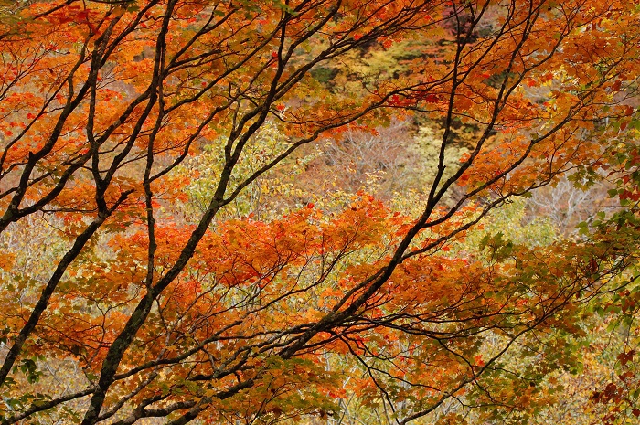 ブナ樹海ラインの中で、ひときわ輝きを見せていた、モミジの紅葉。日ごとにその姿を変えてゆく紅葉の光景は、心洗われるものがあります（２０２２年１０月１８日早朝）。

