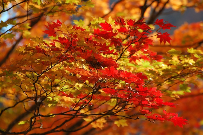 真っ赤に色づいた紅葉の主役・モミジの紅葉。その姿は本当に美しく、かけがえのない秋の自然の景観からは、日本の四季の自然の素晴らしさが感じられました（２０２２年１０月１９日早朝・小沢平樹海ラインにて）。