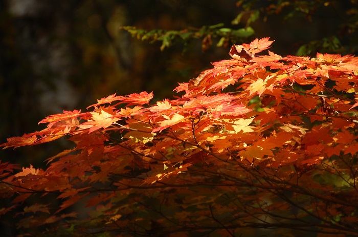 朝日の当たるモミジの紅葉が、今年一番の美しさを見せていたのが、本当に思い出深い尾瀬ブナ平の紅葉の姿でした（尾瀬ブナ平にて・２０２２年１０月２１日）。
