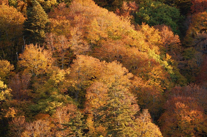 標高約１０００ｍ～約１４００ｍ付近では、紅葉の最盛期の光景が見られました（２０２２年１０月２１日）。