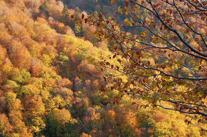 落葉の始まった尾瀬ブナ坂のブナの木の奥に、鮮やかな紅葉の山肌を魅せる桧枝岐村の山々を見つめて（２０２２年１０月２１日）。