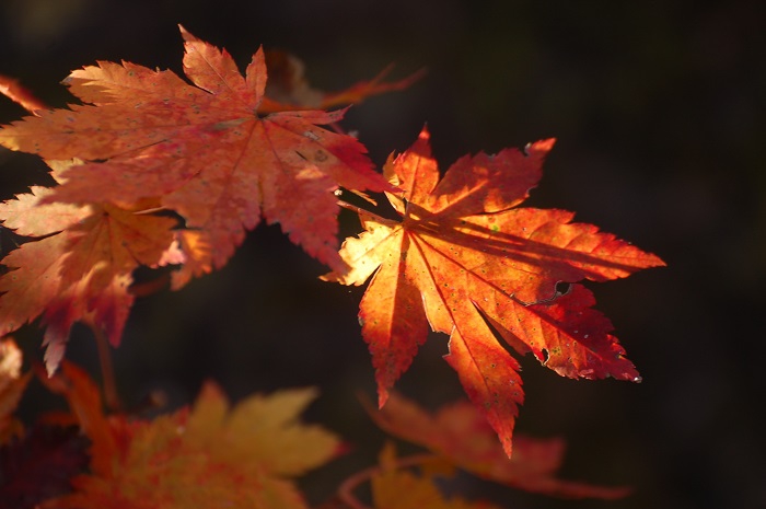 どんなに紅葉の始まりの季節があまりぱっとしない紅葉の秋でも、最後はこのモミジが圧倒的な美しい紅葉の姿を魅せてくれる、季節の流れ。紅葉の主人公はやはり、このモミジですね（尾瀬ブナ平御池古道にて・２０２２年１０月２１日）。