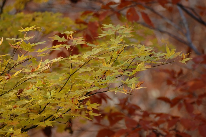 落葉の姿に染まり始めた原生林の中に、黄色に染まる美しいモミジの姿を望んで（小沢平ブナ樹海ラインにて・２０２２年１０月２１日）。