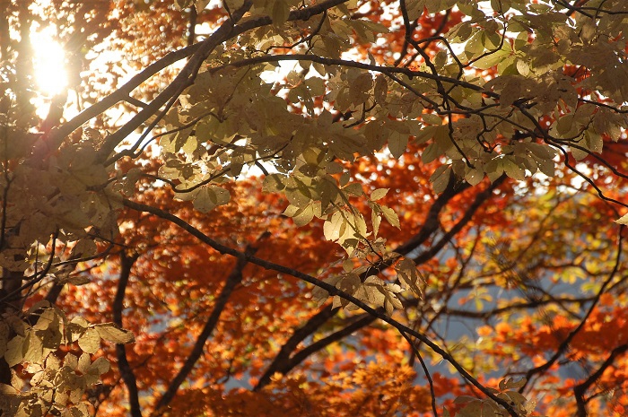 朝日を浴びる、コシアブラの木の葉も素晴らしい秋の姿で、光り輝く姿が印象的でした（尾瀬ブナ平にて・２０２２年１０月２１日）。
