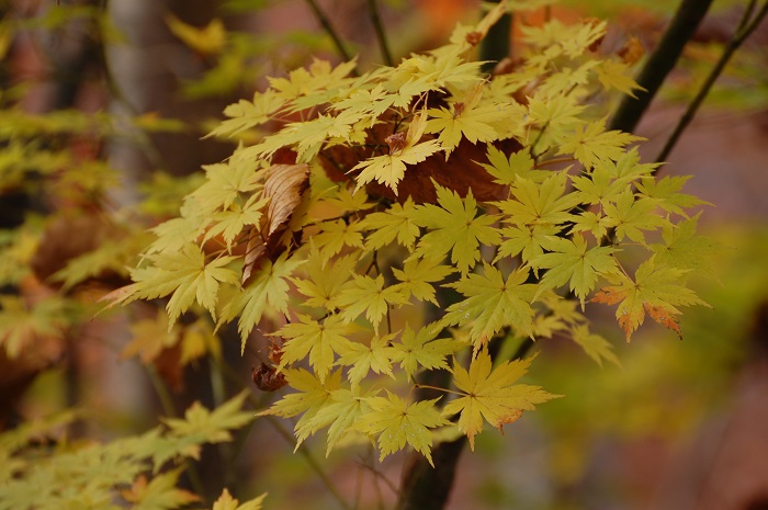 落葉した原生林が目立つ中、ひときわ美しい紅葉を魅せていた黄色のモミジに落葉の葉が絡みついている姿も、落葉と紅葉の美しい光景ですね（２０２２年１０月２１日）。