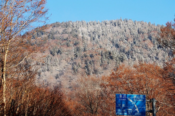１１月も半ばに差し掛かる頃には、尾瀬御池登山口付近の山々や道路脇にも、降雪の光景が見られました（２０２２年１１月９日）。