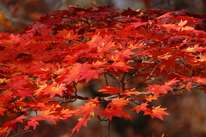 真っ赤に色づいた紅葉最前線のモミジ。本当に美しいものです。自然の四季の流れというものは、本当に尊く、奥深くかけがえのないものです（小沢平ブナ樹海ラインにて・２０２２年１０月２１日）。