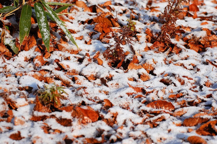 多くの落ち葉の上にも降雪の見られた晩秋の尾瀬国立公園ブナ平・標高約１４３０ｍ地点にて（２０２２年１１月９日・午前７時５０分）。