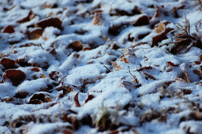 鮮やかな赤や黄色の紅葉の光景から、真っ白な雪景色へ。日本の四季は素晴らしいと思います（２０２２年１１月９日・午前８時０３分）。