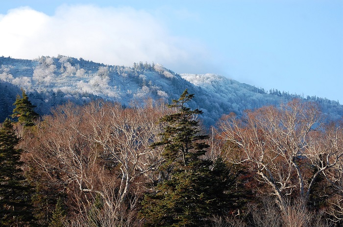 すべて落葉したダケカンバの晩秋の姿の上に、燧ケ岳（標高２３５６ｍ）の霧氷の雪景色を望んで（２０２２年１１月９日・午前７時５５分）。