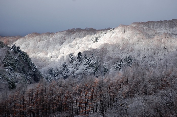 七入より望む、唐松の紅葉残る原生林への降雪は、光り輝き、冬の訪れを感じさせる尾瀬ブナ坂の光景でした。本当に綺麗でした（２０２２年１１月１６日）。