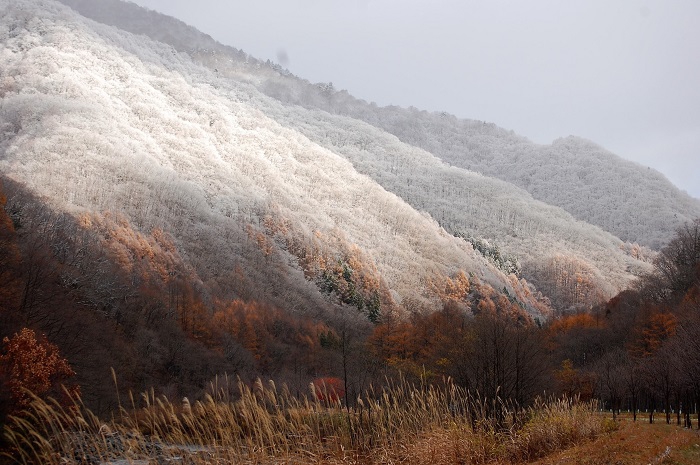最後に残るススキの穂と、カラマツの紅葉の景観に初冬の雪景色に染まる、会津駒ケ岳・キリンテ登山口の景観を望んで（２０２２年１１月１６日）。