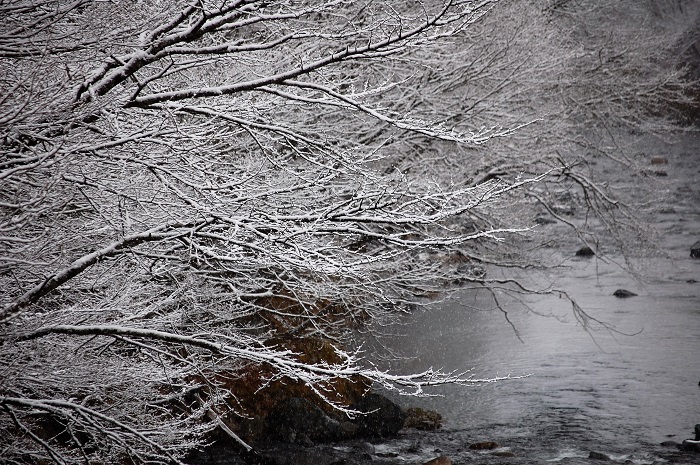 樹木の枝ぶりの中に雪と川の流れの光景を望んで。葉も落ちた何気ない木々の枝でも、自然の姿がいかに美しいものであるかを雪は教えてくれているようです（２０２２年１２月２日）。