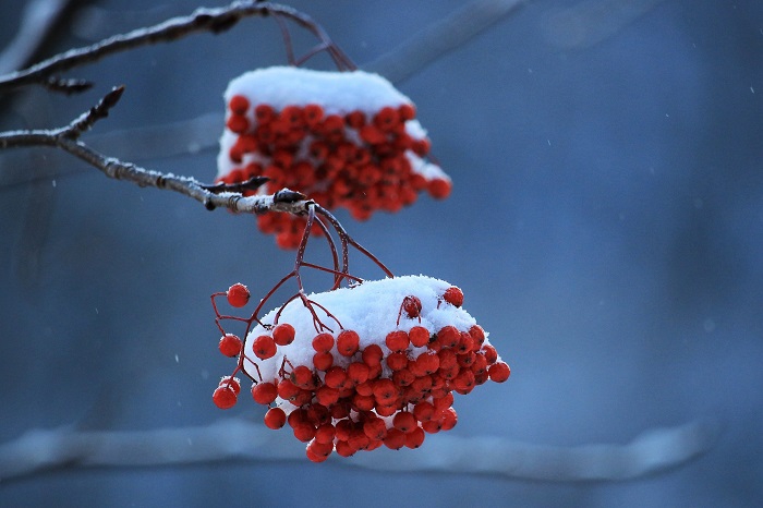 雪とナナカマドの光景が初冬の景観を鮮やかに彩り、厳しい冬の季節への季節の流れを毎年教えてくれているようです（２０２２年１２月６日）。