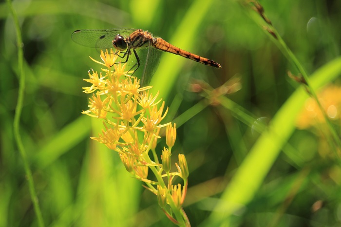 夏・尾瀬国立公園のかけがえのない湿原に咲き広がる、キンコウカ。心洗われるような光り輝く姿は、花の楽園・尾瀬を象徴する姿です（２０２２年８月５日）。
