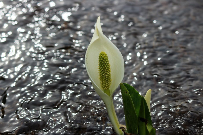 春・清らかな雪解け水の中で美しい姿を魅せる、水芭蕉。雪国の一年の四季の中でも最高の季節、それが水芭蕉の季節です（２０２２年４月２６日）。