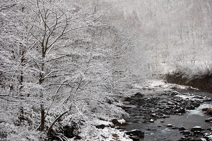 冬・落葉から、雪の季節へ。七色の紅葉の季節から、白黒の世界、または白銀の世界へと姿を変えてゆく、四季の流れ。冬の自然の美しさも本当に奥が深いものです（２０２２年１２月２日）。