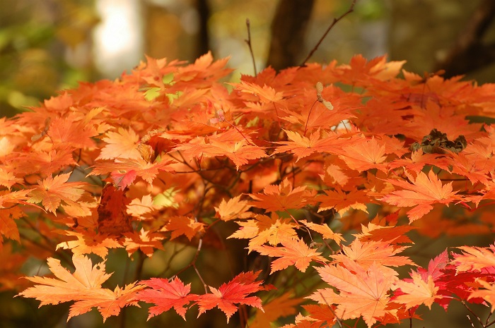 秋・今年の秋も、予想以上の美しいモミジの紅葉に出会えました。改めて、モミジの素晴らしさに感動した秋でした（２０２２年１０月２０日）。