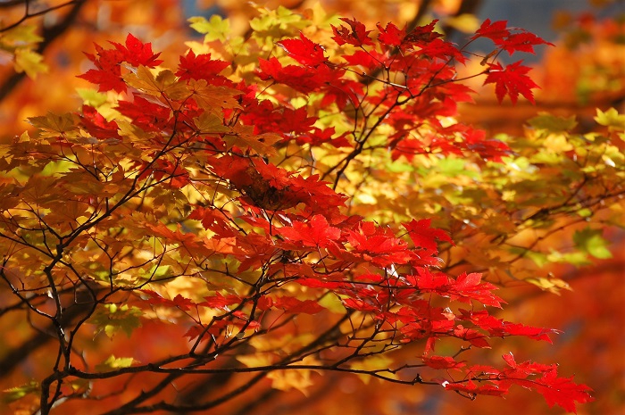 秋・光り輝く鮮やかな紅葉の姿は本当に美しく、心を綺麗に洗い流してくれるほどのものでした（２０２２年１０月１９日）。