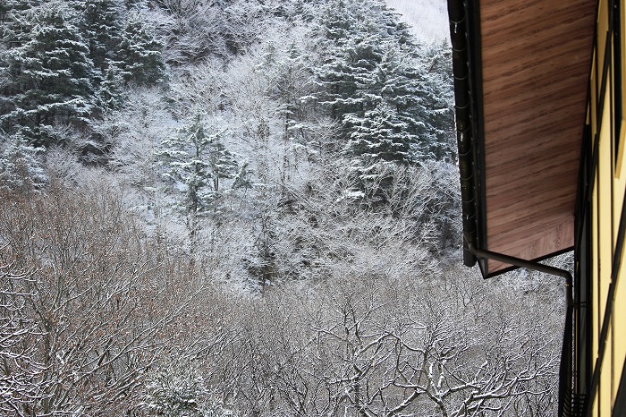 冬・標高約１０００ｍの檜枝岐村の急な山々。雪化粧した、姫子松などの針葉樹林帯の雪景色も美しいものです（２０２２年１２月６日）。