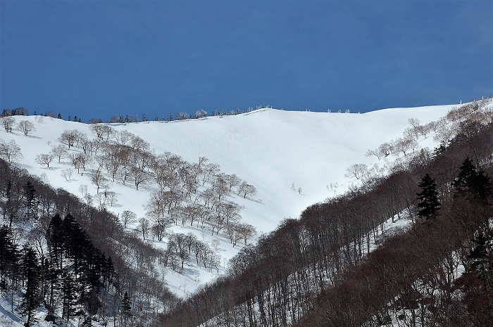 上大戸沢スノーシェッドより望む、会津駒ケ岳の美しい残雪の光景です（標高２１３２．４ｍ・２０１８年３月２４日）。