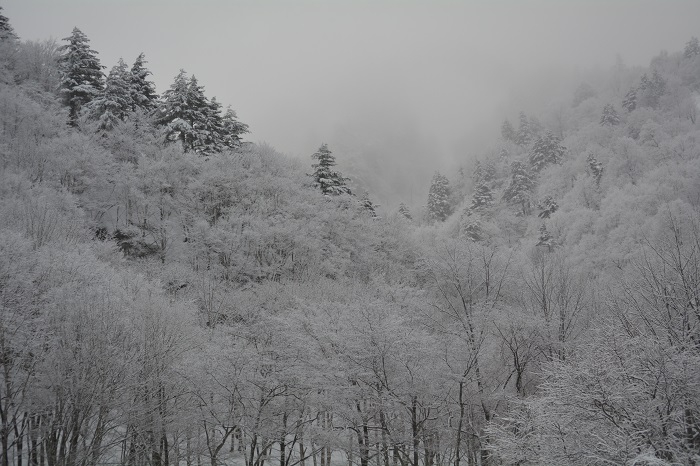 尾瀬野より約９ｋｍ下った場所にある屏風岩から雪景色に染まる山々を望んで（２０２３年１月１６日）。