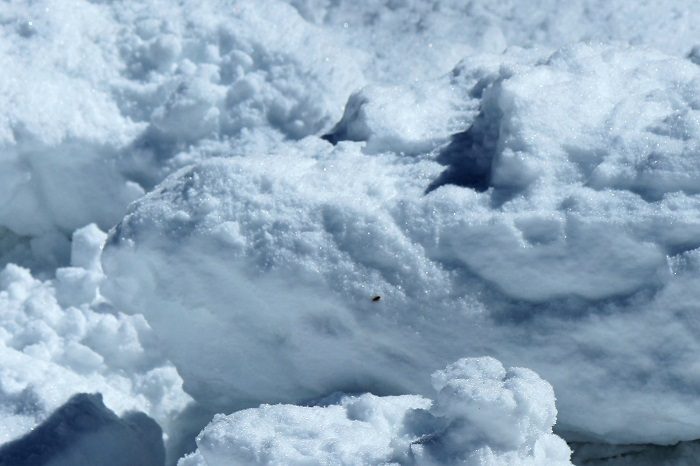 男性浴室前の除雪作業にて桧枝岐川渓谷に転げ落ちた雪の不思議な光景。厳冬の檜枝岐川渓谷の中で見る「相当に風化した雪のモアイ像」と名付けました（２０２３年２月６日）。