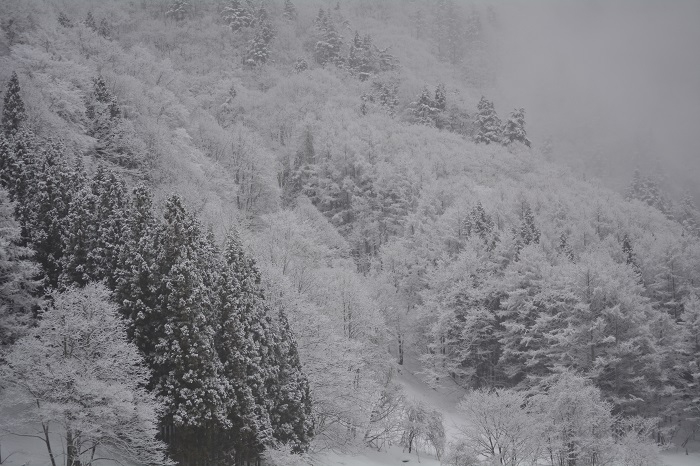 檜枝岐村野球場の上の山林ですが、奥に見える雪原の急斜面が、私達が小学校の頃にいつもスキーの練習をした斜面です。母に編んでもらった毛糸の手袋は、吹雪の時はとても冷たかったですが、滑ることは本当に楽しいものでした（２０２３年１月１６日・午前８時５３分）。