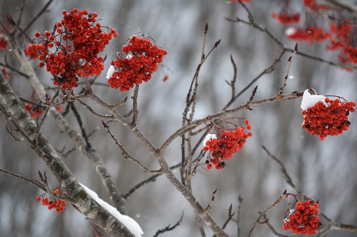 １月半ばの厳冬の季節でも赤い実の姿を魅せるナナカマドです（ミニ尾瀬公園にて・２０２３年１月１７日・午前７時５７分）。