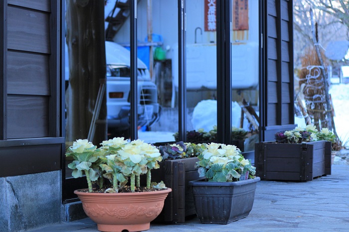 厳寒の檜枝岐村の冬。１２月から２月いっぱいまでの厳しい冬の寒さの中でも、風除室で咲き続けてくれた葉ボタンには、本当に心より感謝です（２０２３年３月１２日）。