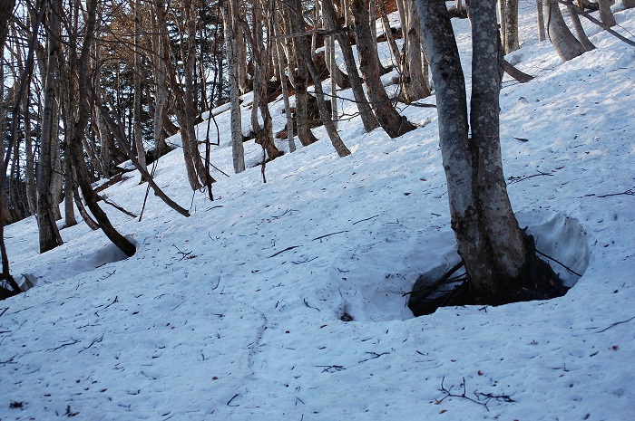 都会では桜の満開の景観が季節をにぎわせている頃、檜枝岐村の山々ではまだまだ多くの積雪が残る最奥の深山の残雪の急斜面の景観です（２０２３年４月４日）。