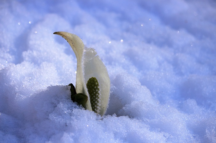 ほぼ白銀の雪に埋もれた小さな水芭蕉の景観です（２０２３年４月１０日）。