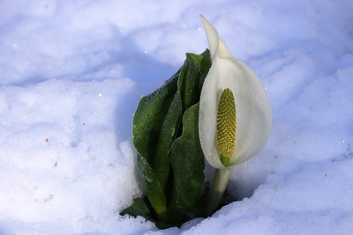 足早に進む雪解けの季節の中の降雪。水芭蕉に純白の雪は本当に似合うと思います（２０２３年４月１０日）。