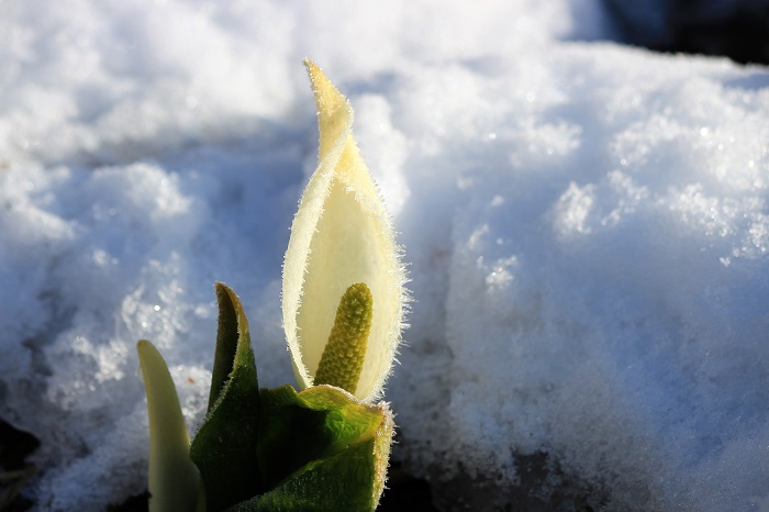 まだまだ小さい水芭蕉も雪の光に反射して、とても神秘的でした（２０２３年４月１０日）。