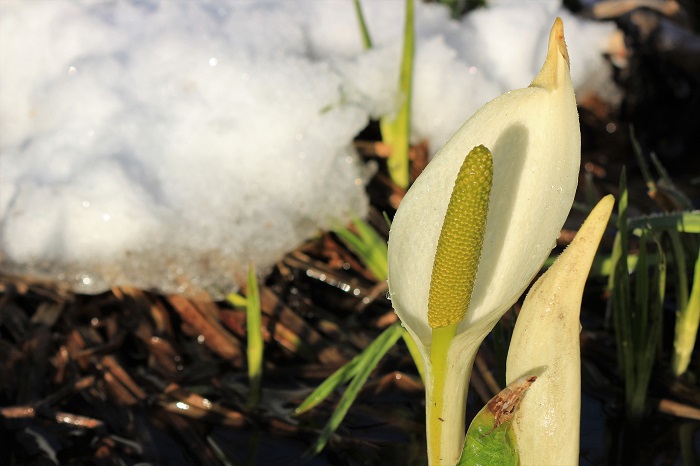 雪が降った後の水芭蕉には輝きがあり、より一層美しく綺麗に見えました（２０２３年４月１０日）。