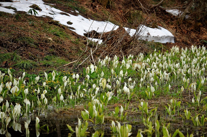 雪解けは四季のリズムより相当早く進んでおります（早朝の散歩にて・２０２３年４月１２日）。