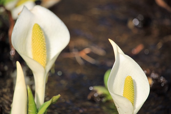 春の芽吹きの季節の素晴らしさに、まるで美しく微笑んでいるようです（２０２３年４月１８日）。