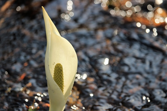 雪解け水の輝きの中で、さらに光り輝く姿を魅せるのも水芭蕉です（２０２３年４月１８日）。