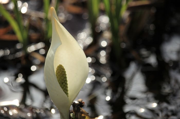 目立たない場所でさりげなく、清らかな水の中に咲く水芭蕉。とても控えめな雰囲気の中にも、その輝きは素晴らしいものがあると思います（２０２３年４月１８日）。