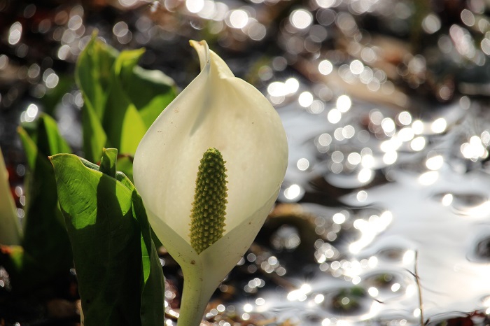 多くの人々に愛され続ける水芭蕉です（２０２３年４月１８日）。