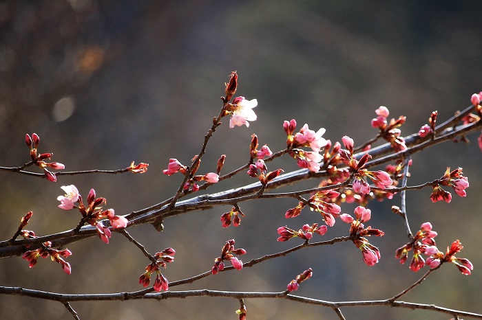 この日は、檜枝岐村で今年初めての数輪の桜の開花の姿を見た日でした。（２０２３年４月１８日）。