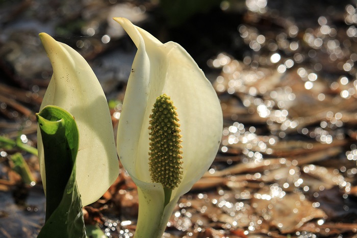 様々な形の水芭蕉。どのような形でも可憐でかわいく美しいのが水芭蕉です（２０２３年４月１８日）。